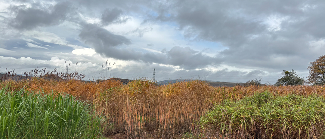 Ruuris Innovations Solutions overview 